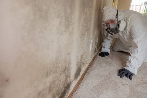 Reliable Richwood, NJ Mold Removal Solutions